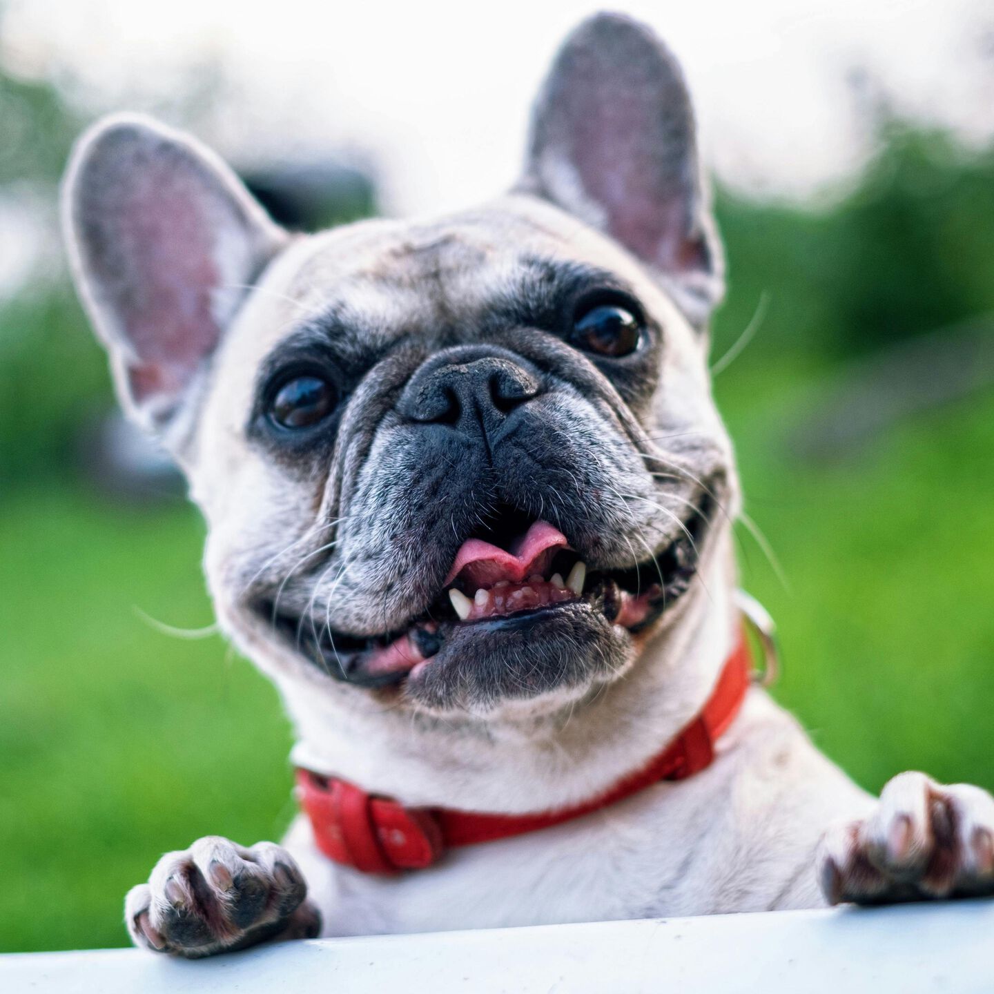 <b>WHY IS MY DOG EATING POOP?</b><br><br>Catching your dog eating poop is puzzling at best and stomach-churning at worst &ndash; here&rsquo;s what to know...</br>